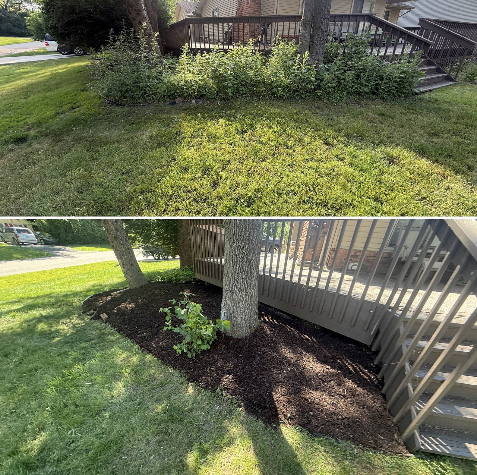 Overgrown front bed weed removal and mulch